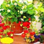 300 Climbing Red Strawberry Seeds very big and delicious ,Heirloom Vegetables and fruit seeds