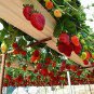 300 Climbing Red Strawberry Seeds very big and delicious ,Heirloom Vegetables and fruit seeds