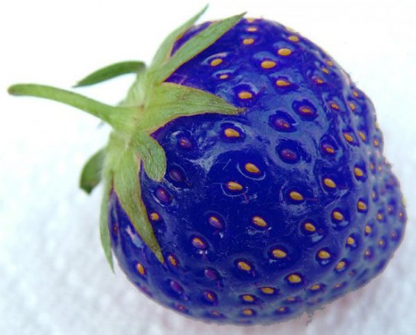 100pcs/bag blue strawberry rare fruit vegetable seed bonsai plant home garden free shipping