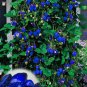 100pcs/bag blue strawberry rare fruit vegetable seed bonsai plant home garden free shipping