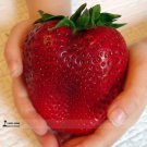 2017 Rarest Heirloom Super Giant Japan Red Strawberry Organic Seeds, Strawberry Seeds, 100 Seed