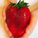 1000pcs Germany super big strawberry seeds, fruit seeds, garden supplies