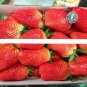 1000pcs Germany super big strawberry seeds, fruit seeds, garden supplies