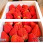 1000pcs Germany super big strawberry seeds, fruit seeds, garden supplies