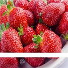 500 Seeds / Pack, Super Giant Strawberry Fruit Seed True Variety free shipping