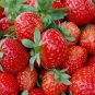 500 Seeds / Pack, Super Giant Strawberry Fruit Seed True Variety free shipping