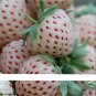 500 Seeds / Pack, Super Giant Strawberry Fruit Seed True Variety free shipping
