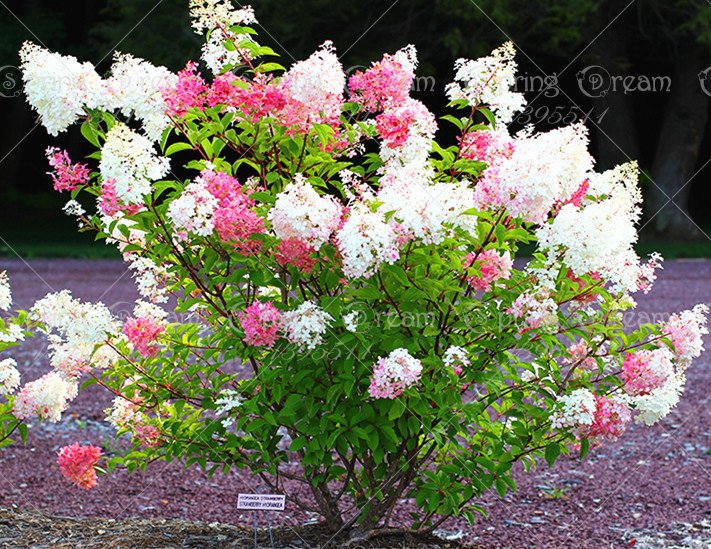 50pcs/bag Vanilla Strawberry Hydrangea Flower Seeds for Planting Flower Bonsai Hydrangea Macrophylla