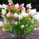 50pcs/bag Vanilla Strawberry Hydrangea Flower Seeds for Planting Flower Bonsai Hydrangea Macrophylla