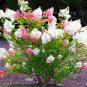 50pcs/bag Vanilla Strawberry Hydrangea Flower Seeds for Planting Flower Bonsai Hydrangea Macrophylla