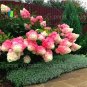 50pcs/bag Vanilla Strawberry Hydrangea Flower Seeds for Planting Flower Bonsai Hydrangea Macrophylla