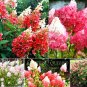 50pcs/bag Vanilla Strawberry Hydrangea Flower Seeds for Planting Flower Bonsai Hydrangea Macrophylla