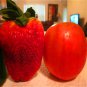 1000pcs Germany super big strawberry seeds, fruit seeds, garden supplies