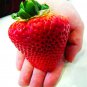 2017 Rarest Heirloom Super Giant Japan Red Strawberry Organic Seeds, Strawberry Seeds, 100 Seed