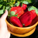 300/bag Giant Strawberry Seeds, Rare, Big as a Peach, Fragaria ananassa L. Maximus Strawberry