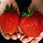 300/bag Giant Strawberry Seeds, Rare, Big as a Peach, Fragaria ananassa L. Maximus Strawberry