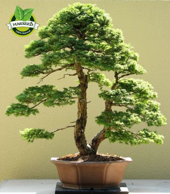 35pcs/Bag Japanese Pine Tree Seeds bonsai flower easy growing DIY home garden bonsia Free Shipping