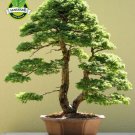 35pcs/Bag Japanese Pine Tree Seeds bonsai flower easy growing DIY home garden bonsia Free Shipping