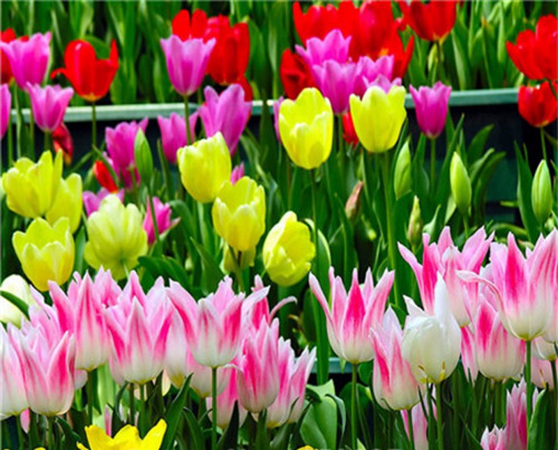 Bonsai tulip Seeds 100pcs 10kinds mix Flower Seeds Novel Plant for Garden Free Shipping
