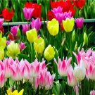 Bonsai tulip Seeds 100pcs 10kinds mix Flower Seeds Novel Plant for Garden Free Shipping