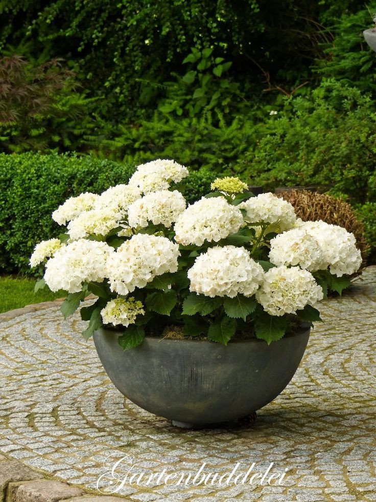 100 pcs/bag White Hydrangea Flower seeds, lasting, gorgeous balcony or yard flower plant