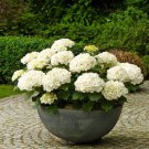 100 pcs/bag White Hydrangea Flower seeds, lasting, gorgeous balcony or yard flower plant