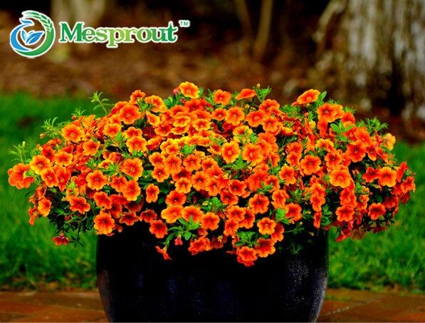 Petunia seeds, Charming Petunia Flower seeds, Petunia potted seed, Bonsai balcony flower 100 pcs/bag