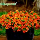 Petunia seeds, Charming Petunia Flower seeds, Petunia potted seed, Bonsai balcony flower 100 pcs/bag