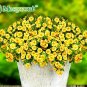 Petunia seeds, Charming Petunia Flower seeds, Petunia potted seed, Bonsai balcony flower 100 pcs/bag