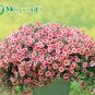 Petunia seeds, Charming Petunia Flower seeds, Petunia potted seed, Bonsai balcony flower 100 pcs/bag