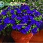 Petunia seeds, Charming Petunia Flower seeds, Petunia potted seed, Bonsai balcony flower 100 pcs/bag