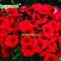 Petunia seeds, Charming Petunia Flower seeds, Petunia potted seed, Bonsai balcony flower 100 pcs/bag
