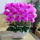 100PCS orchid-seed FLOWER seeds for home garden Phalaenopsis orchid seeds orquidea semente