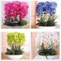 100PCS orchid-seed FLOWER seeds for home garden Phalaenopsis orchid seeds orquidea semente