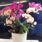 100PCS orchid-seed FLOWER seeds for home garden Phalaenopsis orchid seeds orquidea semente