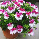 Two-color Red White Univalve Geranium, Perennial Flower, Pelargonium Peltatum Indoor 10 seeds