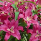 Specials vary color Heart Lily Plant Seeds Potted Bonsai Plant Lily Flower, Home Garden 10 seeds