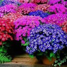 100 seeds, mixed color Cineraria seeds, potted seed, flower seeds for home & garden Promotion!!