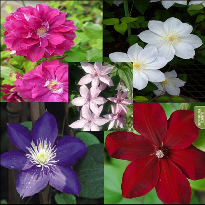 free ship Vine Clematis potted clematis garden flowers, the clematis 40 seeds