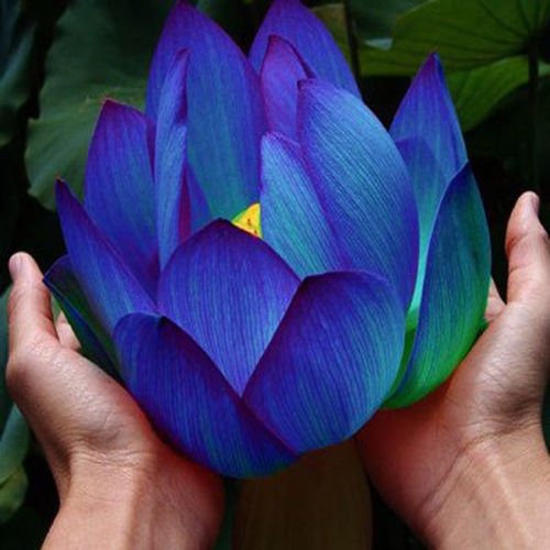Flower seeds Blue Lotus Seeds Aquatic plants Water Plants Midnight Blue Lotus 10pcs AA