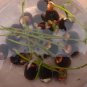 Flower seeds Blue Lotus Seeds Aquatic plants Water Plants Midnight Blue Lotus 10pcs AA