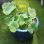 Flower seeds Blue Lotus Seeds Aquatic plants Water Plants Midnight Blue Lotus 10pcs AA