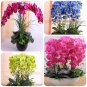 orchid seeds High simulation flower phalaenopsis orchid plants Phalaenopsis Orchids Seeds -100 PCS