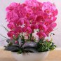 orchid seeds High simulation flower phalaenopsis orchid plants Phalaenopsis Orchids Seeds -100 PCS