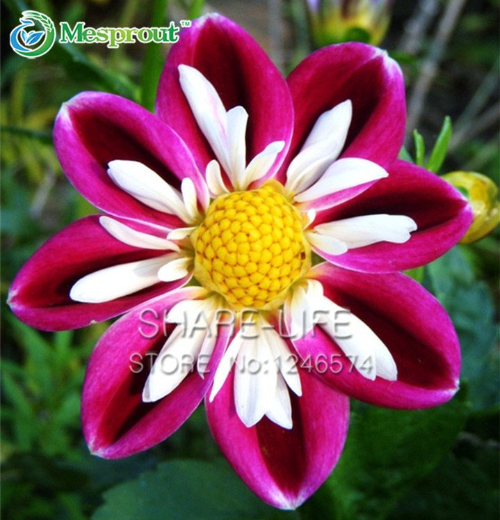 Rare Red and White Point Dahlia Seeds Beautiful Perennial Flowers Dahlia, DIY Home Garden 50PCS