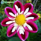 Rare Red and White Point Dahlia Seeds Beautiful Perennial Flowers Dahlia, DIY Home Garden 50PCS