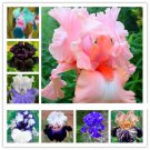 100pcs iris seeds, Iris orchid seeds, Rare Heirloom Tectorum Perennial Flower Seeds
