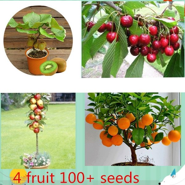 4 kind fruit ,bonsai fruit tree seeds ,vegetable and fruit seeds total 100+ seeds