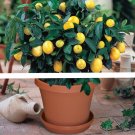 1bag=20 pcs bonsai lemon tree seeds NO-GMO fruit lemon seeds for home garden planting