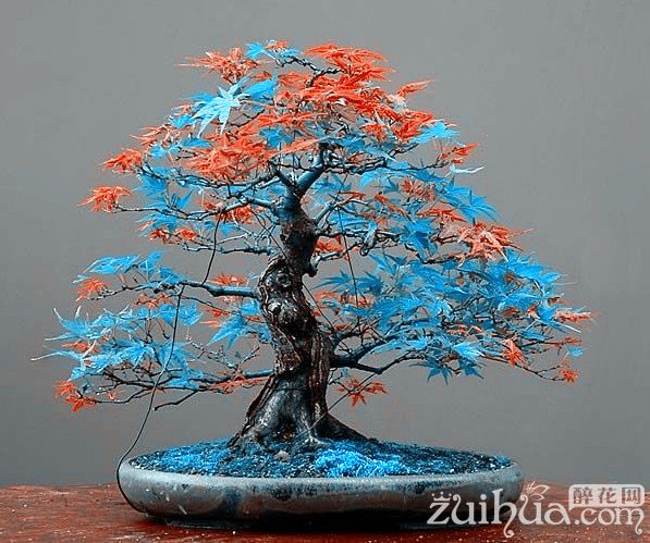 20 pcs Rare blue maple Seeds Bonsai Tree Plants Pot Suit for DIY home garden Japanese maple seeds